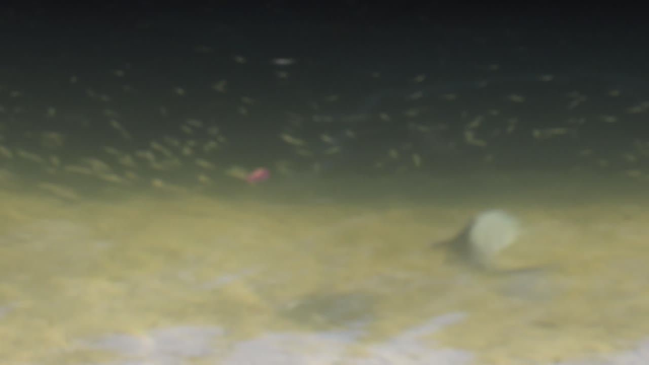 담수 환경에서 역동적으로 헤엄치는 물고기