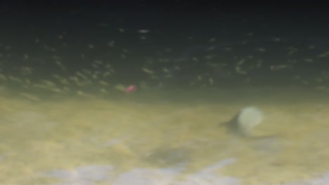 peces que nadan dinámicamente en un entorno de agua dulce