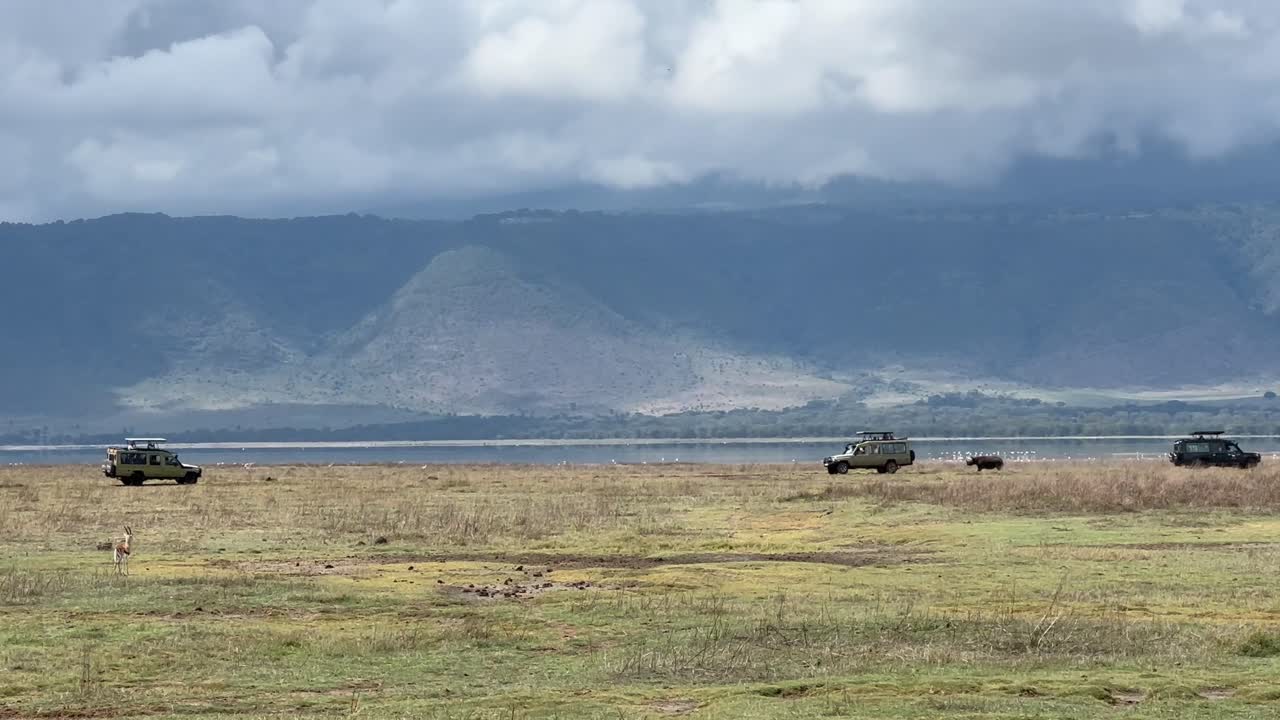Black rhinoceros (Diceros bicornis) making a warning attack on safari vehicles in Ngorongoro Crater. Tanzania.