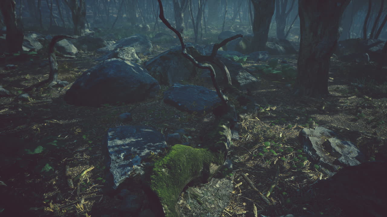 숲 속의 아름다운 아침