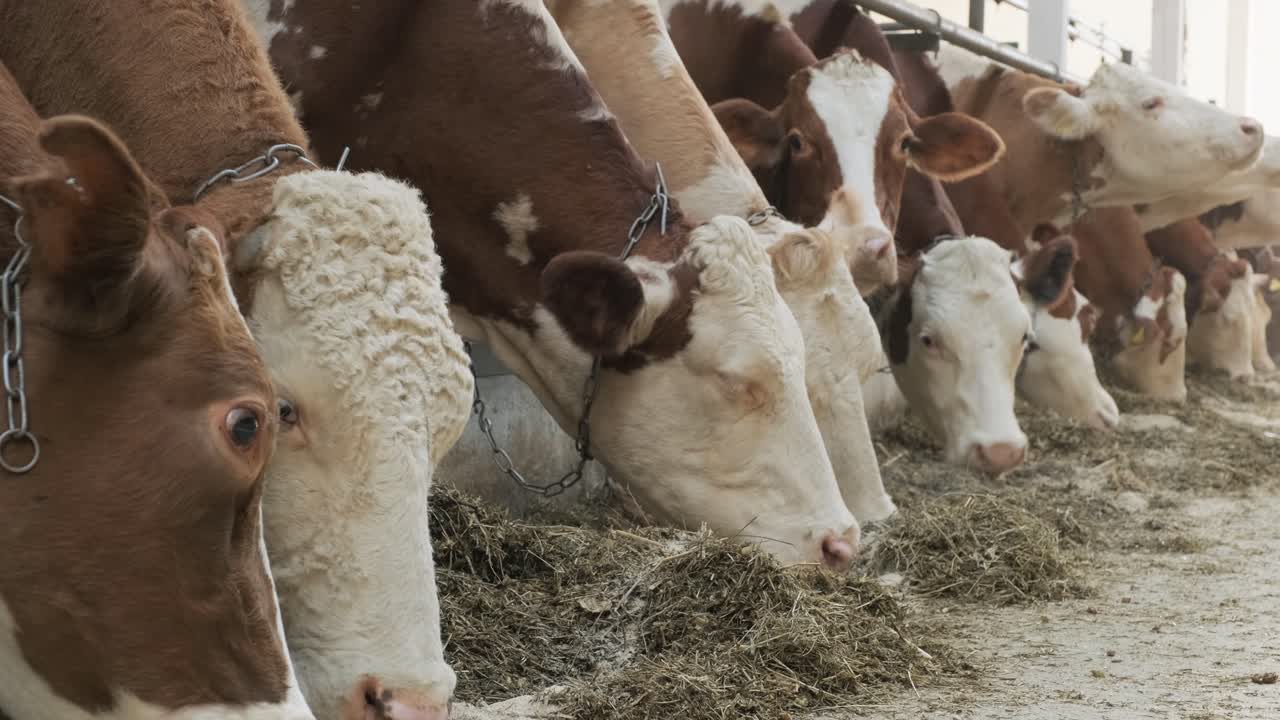 establo moderno con vacas lecheras comiendo heno