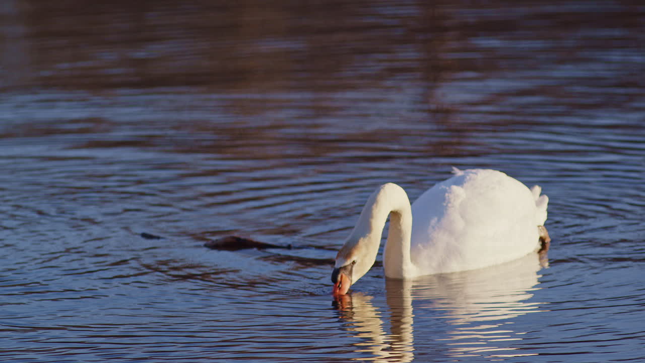 Ultra slow-motion cinematic shots of swans during their dawn mating rituals.