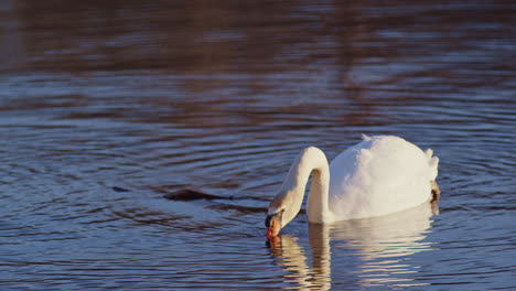 ultra slow-motion cinematic shots of swans during their dawn mating rituals.