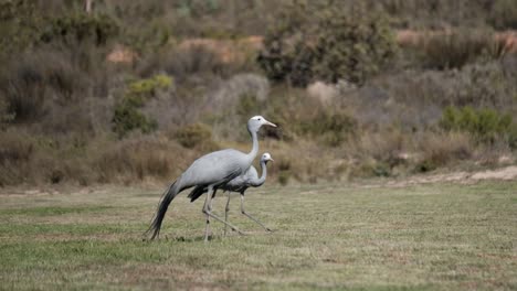 Aufnahmen-Von-Blue-Crane,-Auch-Bekannt-Als-Stanley-Crane-Oder-Paradise-Crane,-Der-Mit-Einem-Partner-Spazieren-Geht