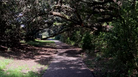 A-handheld-shot-of-short-walk-path-among-trees-and-sunlight-in-park-in-city-of-Auckland,-New-Zealand