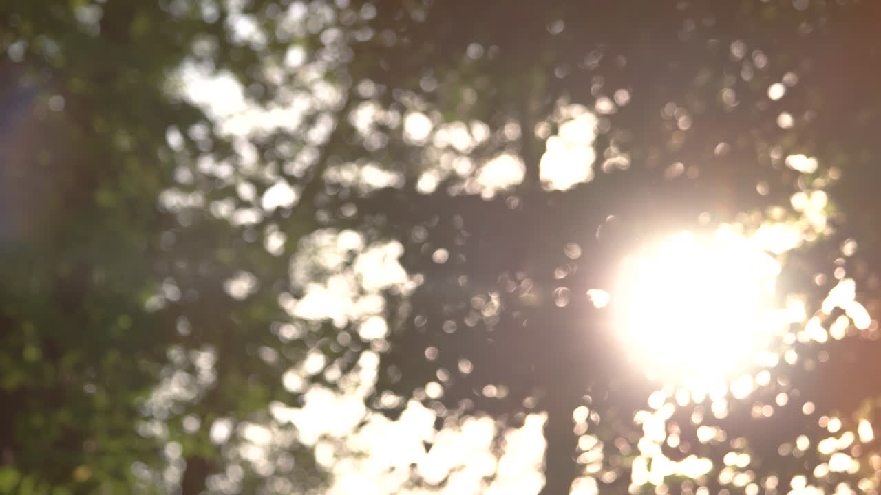 흐릿한 잎자루와 빛