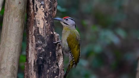 the grey-headed woodpecker is also called the grey-faced woodpecker is found in a lot of national parks in thailand and it is very particular in choosing its habitat in order for it to thrive