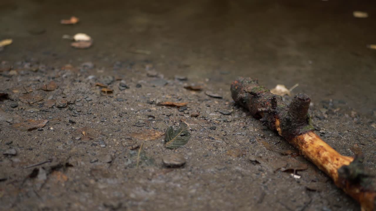 Twig fallen on lakeside shore close up panning shot