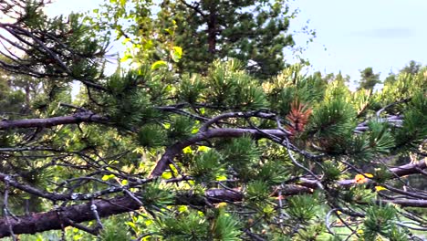 Tree-Branch-Backlit-By-Sunshine-In-With-Pan-Right-Reveal-Of-River