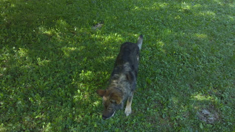 german shepherd dog catching a cookie