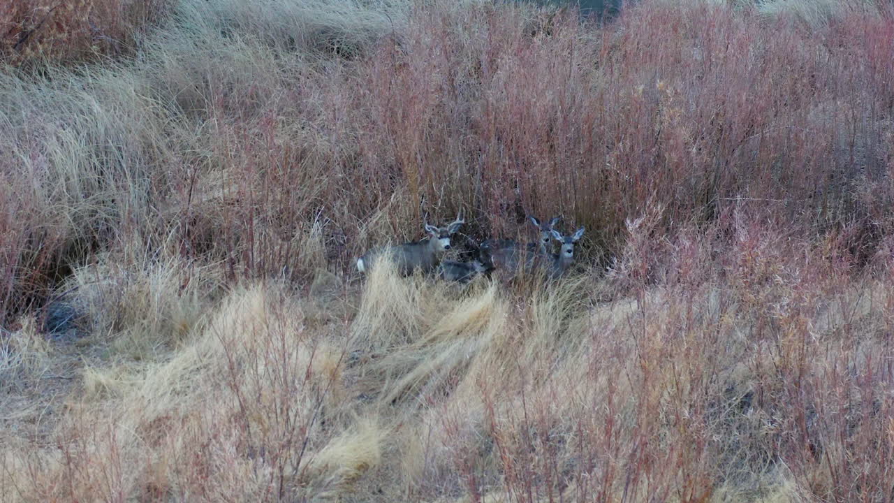 쾌적한 계곡의 야생 초원에 함께 있는 사슴 무리의 조감도