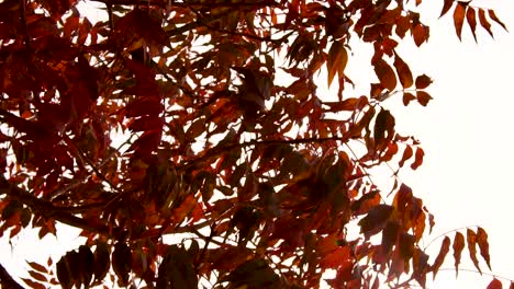 Herbstblätter-An-Einem-Baum