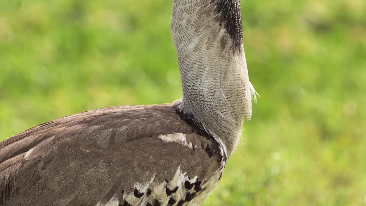 gran pájaro kori bustard retrato de cerca en el parque nacional del serengeti, la vida de las aves y las aves africanas en las llanuras de hierba verde en tanzania en áfrica en un safari de vida silvestre