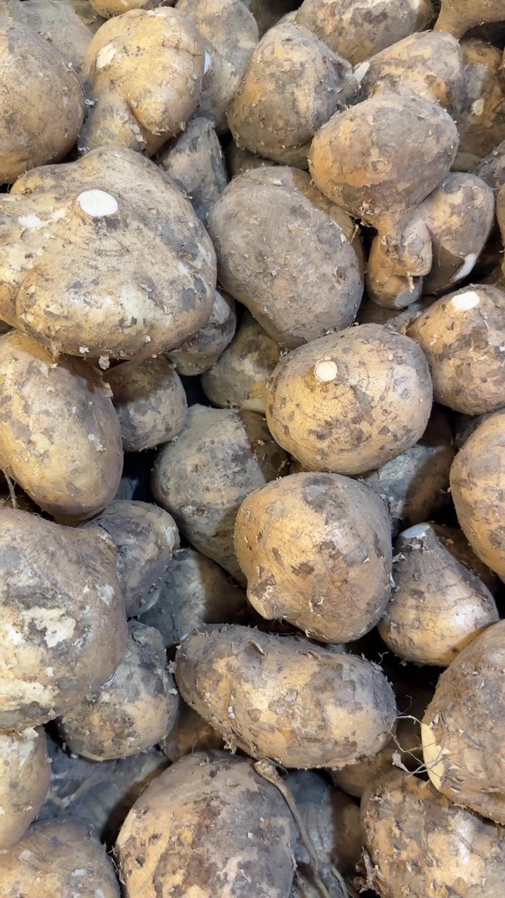 Pile of Fresh Raw Jicama Roots in Market