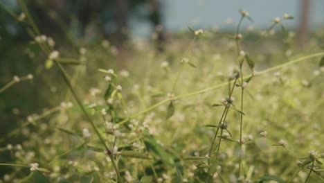 plantas silvestres verdes con flores blancas en un bosque con un fondo borroso