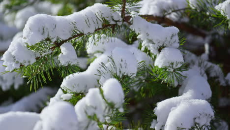 snow covered spruce needles at wintertime close up. snow lying on green fir tree