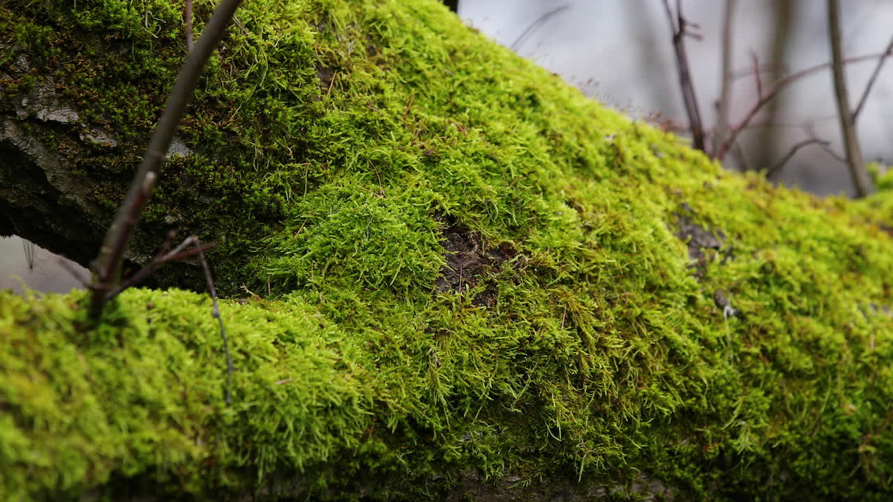 신선한 이끼로 가득 찬 나무 줄기의 클로즈업 보기