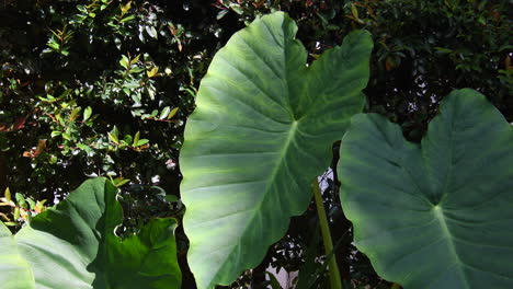 giant-leaves-moving-with-the-wind-2