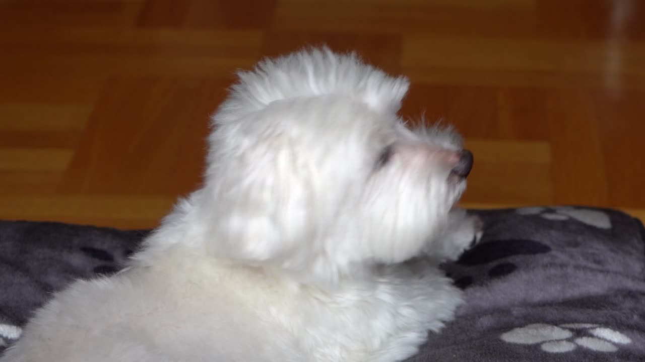 목욕 후 쉬고 있는 몰타 개