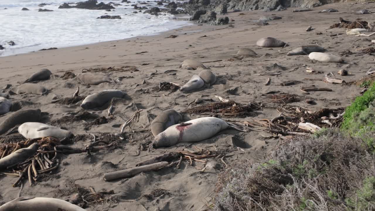 Gimbal wide shot of an bloody elephant seal resting on the beach at Piedras Blancas in San Simeon, California. 4K