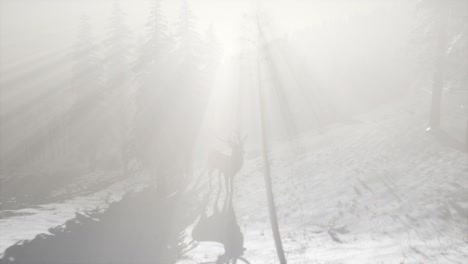 Orgulloso-Macho-De-Ciervo-Noble-En-El-Bosque-De-Nieve-De-Invierno