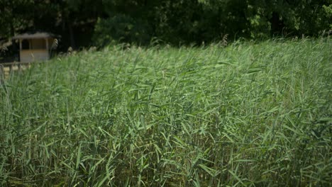 Slow-motion:-Green-reeds,-close-up