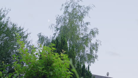 Wide-shot-of-a-birch-tree-in-blue-hour