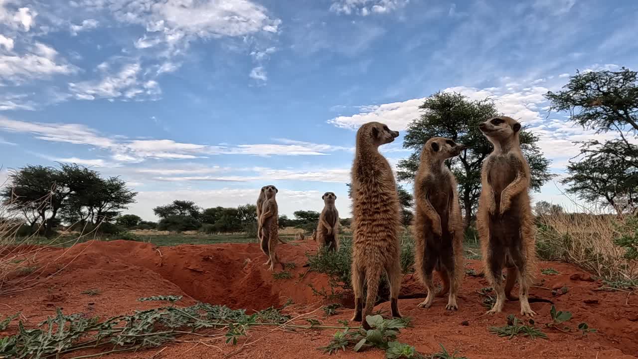 gopro-aktionskamera auf der bodenebene, beobachten sie, wie sie wachsam stehen, ihre umgebung mit scharfen augen scannen, bieten einen intimen blick in die wachsame natur der surikat und das leben in der kalahari