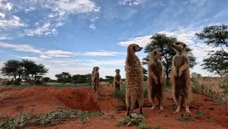 gopro action cam at ground level, observe as they stand alert, scanning their surroundings with keen eyes, offering an intimate glimpse into the meerkat's vigilant nature and life in the kalahari