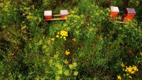 Aerial-of-bee-hives-in-field