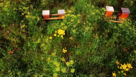 aerial of bee hives in field