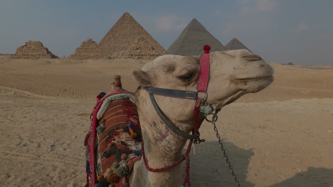 해가 지는 동안 기자 피라미드 앞 에 누워 있는 낙타 들