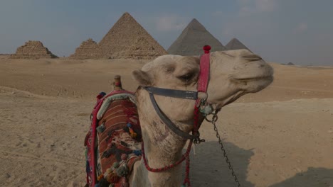 camellos acostados frente a las pirámides de giza al atardecer