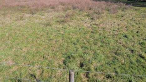 Disparo-De-Campo-Con-Algo-De-Trigo-En-Crecimiento