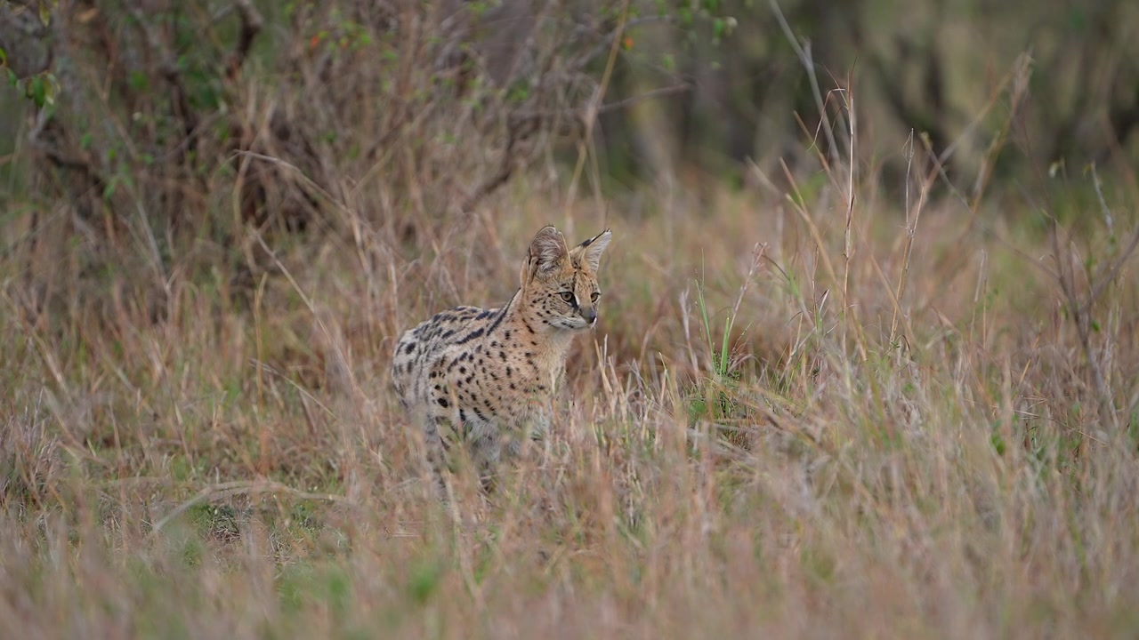 Vild afrikansk serval camoufleret i naturligt græsland, der overvåger den omkringliggende vildmark