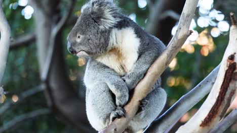 koala sitting on a tree branch