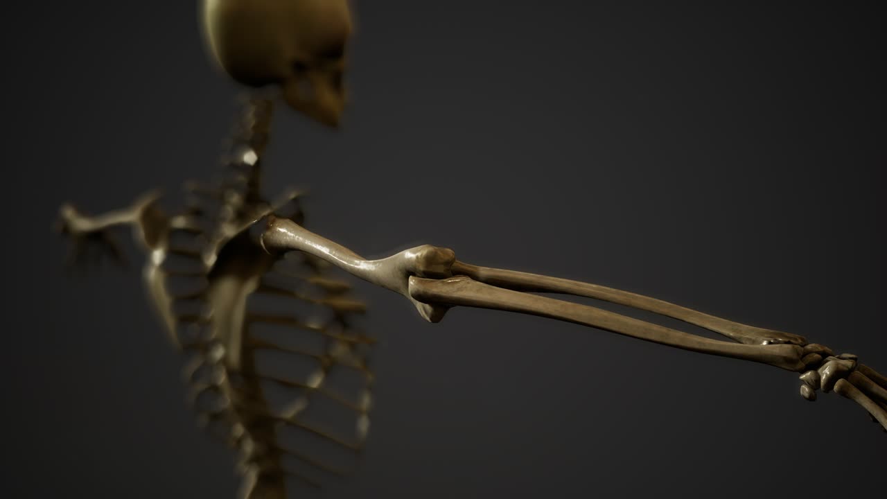 de los huesos del esqueleto humano