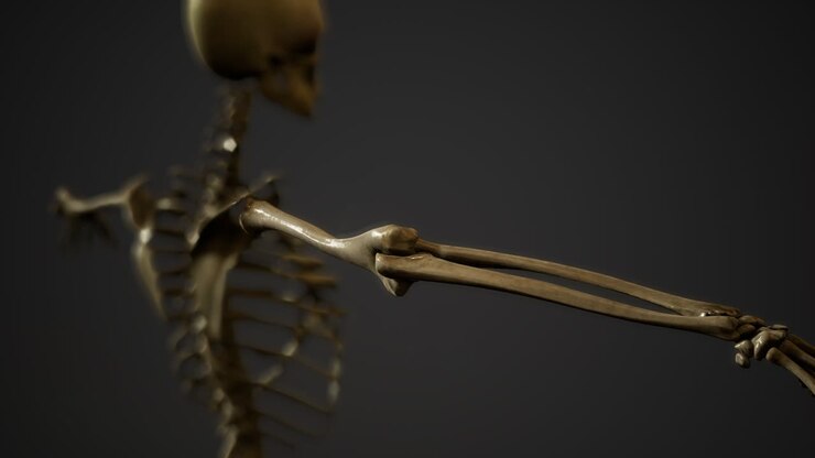 bones of the Human skeleton