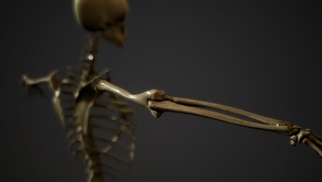 Knochen-Des-Menschlichen-Skeletts