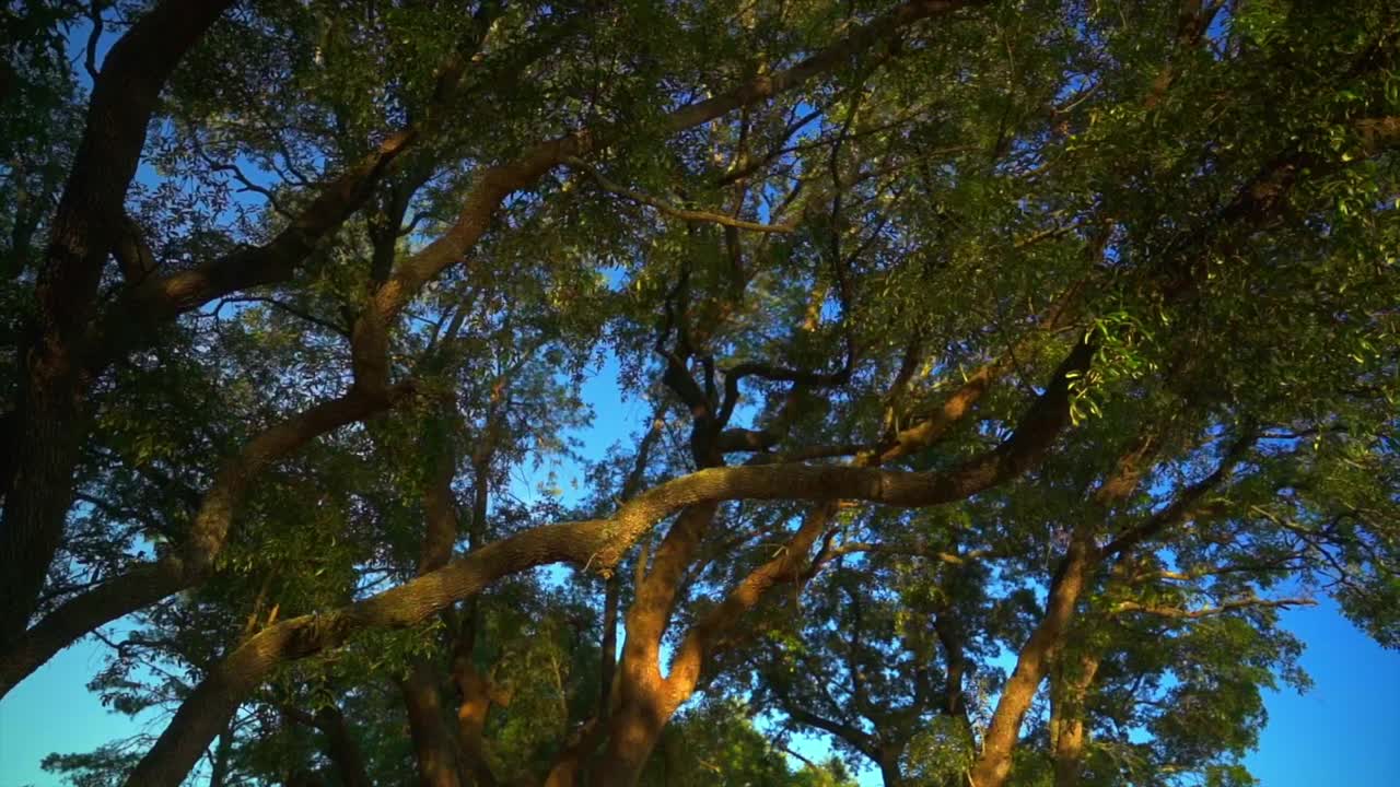 golden sunlet shines on old southern trees with