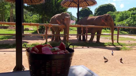 Two-elephants-standing-behind-a-fence