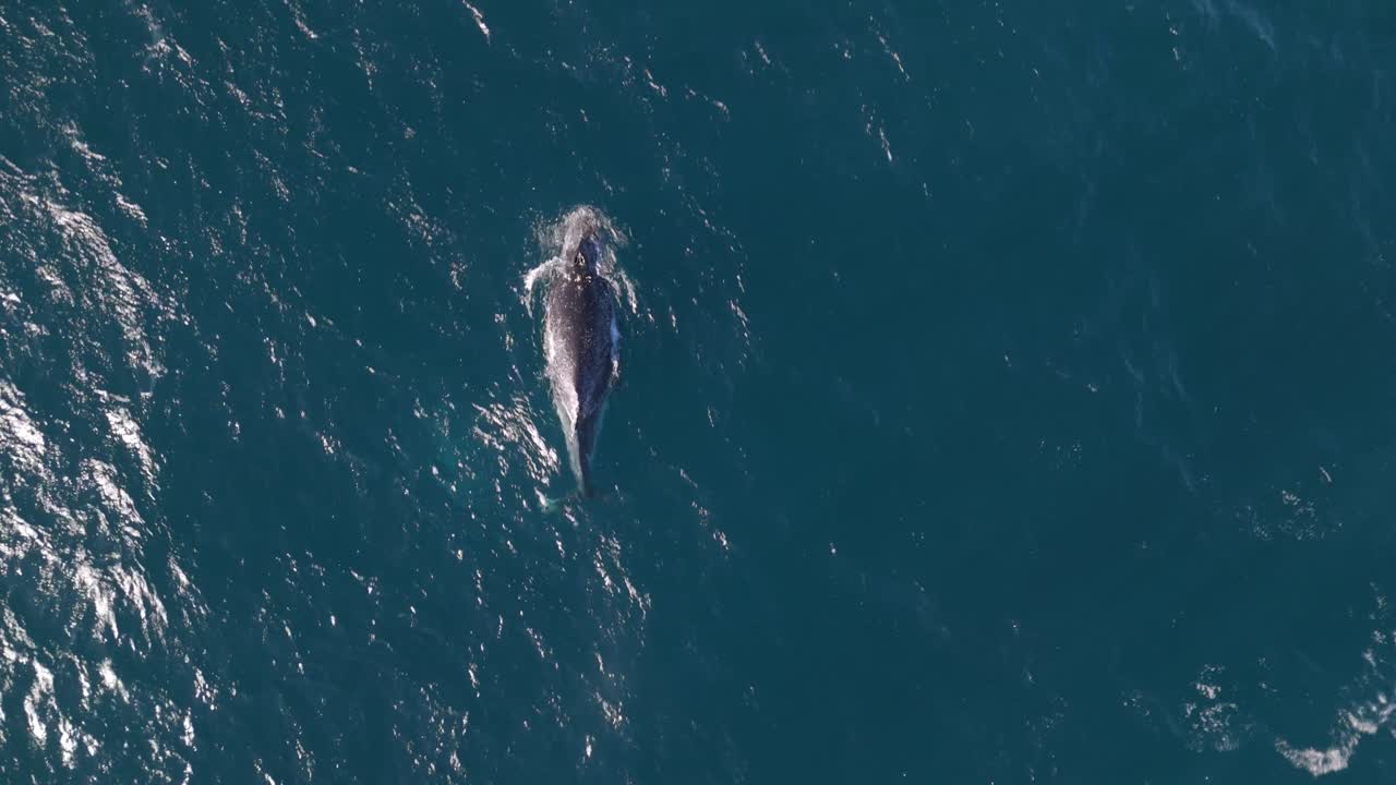 Aerial shot of baby humpback whale calf in the blue ocean, breaching and breathing air from the ocean surface in Sydney, Australia coastline.