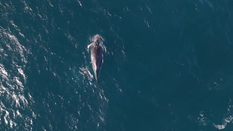 aerial shot of baby humpback whale calf in the blue ocean, breaching and breathing air from the ocean surface in sydney, australia coastline.