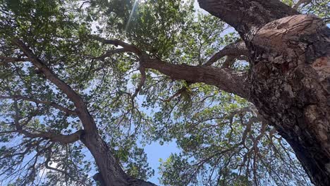 el dosel de un árbol grande