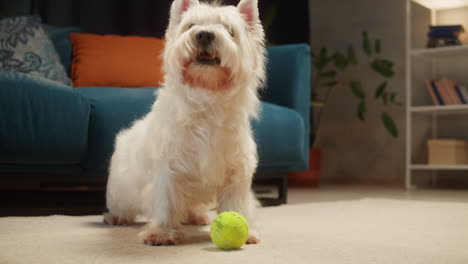 cute white westie dog playing with a tennis ball on the carpet in a living room