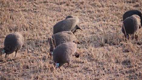 Gallina-De-Guinea-Rasca-El-Suelo-En-Busca-De-Comida