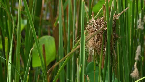 Asiatischer-Goldweber,-Ploceus-Hypoxanthus