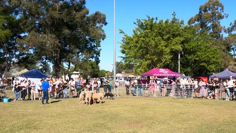 community gathers for a dog competition event