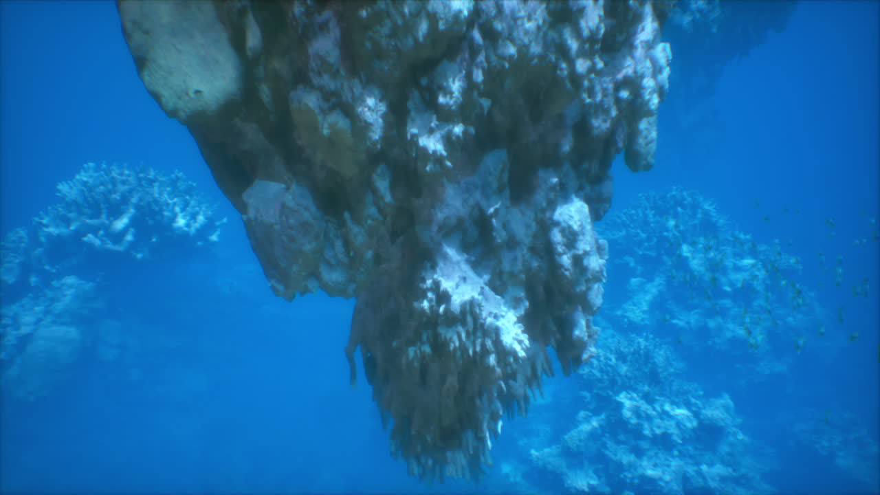 подводный коралловый риф с рыбой