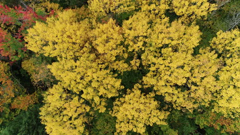 overhead drone shot of a cluster of bright yellow aspen trees